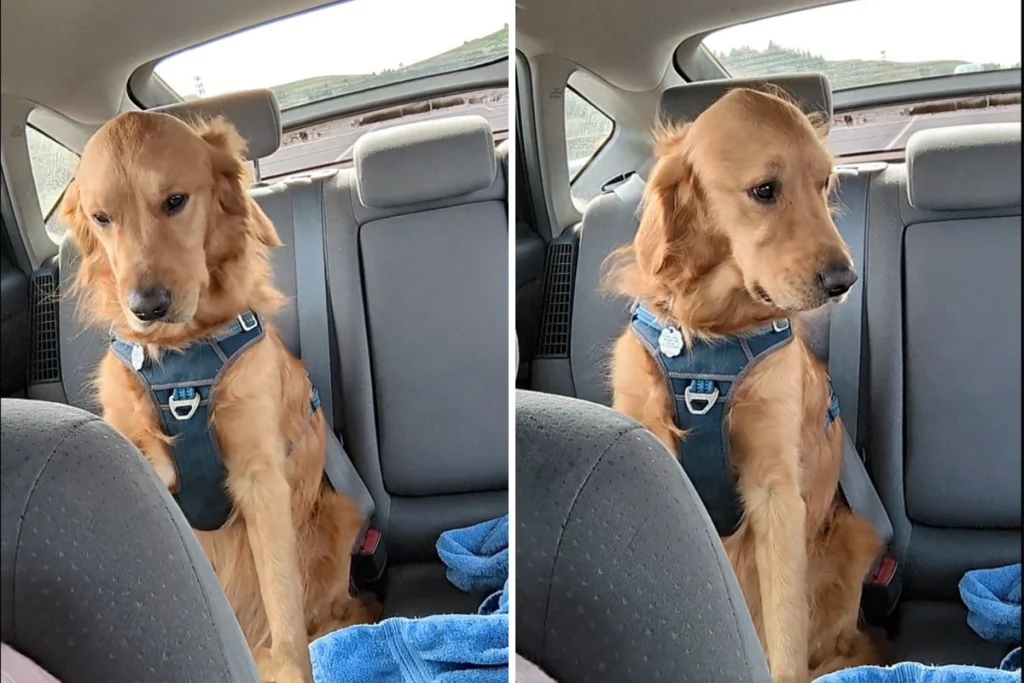 Golden Retriever mangia oggetto verde al parco: il test del veterinario svela la verità.