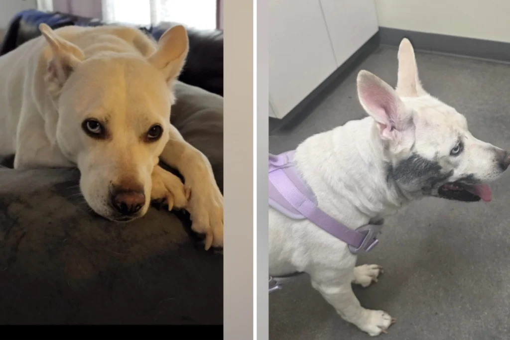 Coppia si prepara a dire addio al cane avvelenato, ma lei reagisce con coraggio.