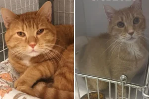 Gatto adottato dal rifugio torna dopo sette anni: lacrime e confusione.