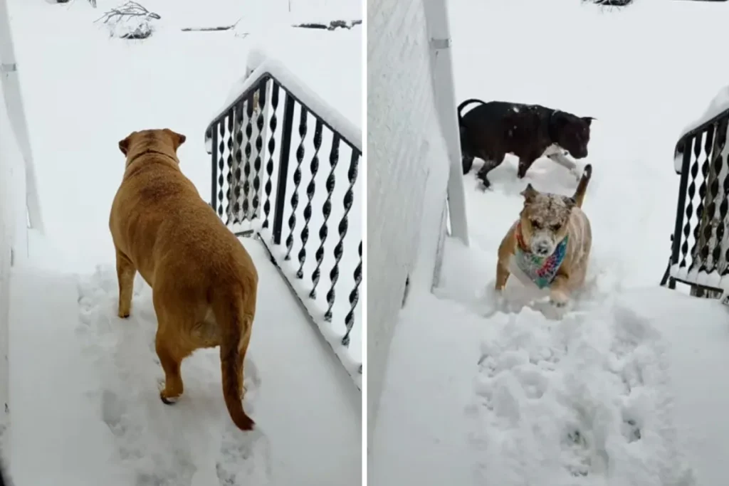 Cane Husky di origini floridiane scopre per la prima volta la neve: Pet della Settimana!