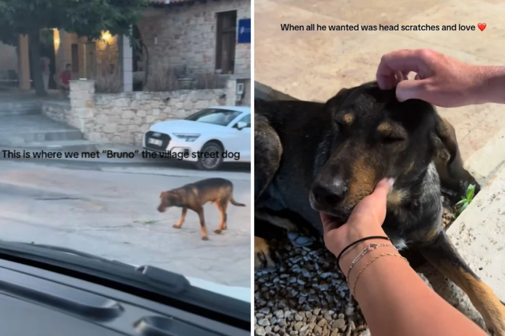 Incontro decisivo tra coppia e cane randagio durante il secondo giorno di vacanza.