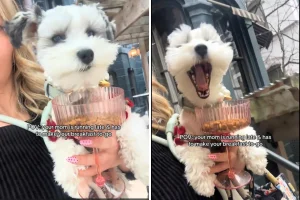 Colazione da asporto per il cane: la tendenza chic che conquista il web.