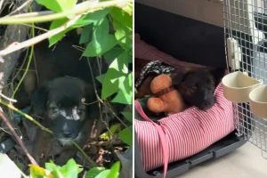 Cagnolino abbandonato trova salvezza grazie all’amore di una donna coraggiosa.