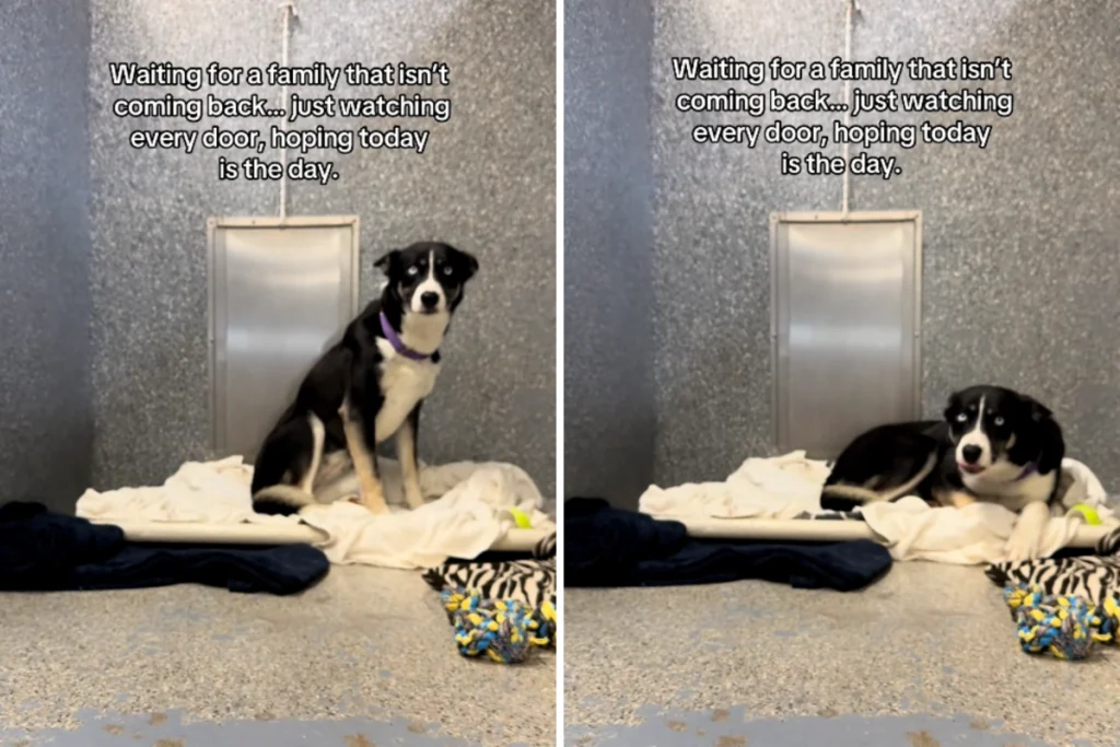 Un Husky in attesa: 170 giorni in rifugio sperando nel ritorno della sua famiglia