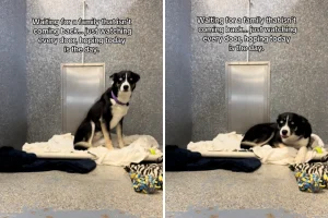 Un Husky in attesa: 170 giorni in rifugio sperando nel ritorno della sua famiglia