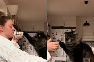 Gatto cresciuto ama il latte, ma scopre un problema inaspettato.