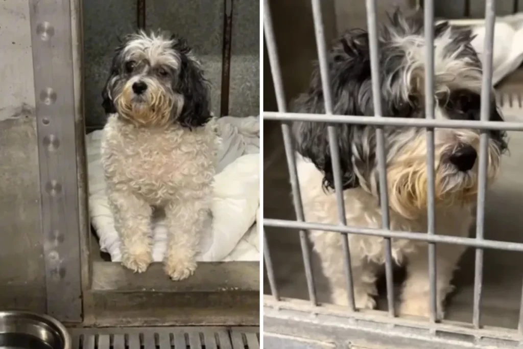 Cane non vedente di 13 anni abbandonato dalla famiglia: la sua confusione è straziante.