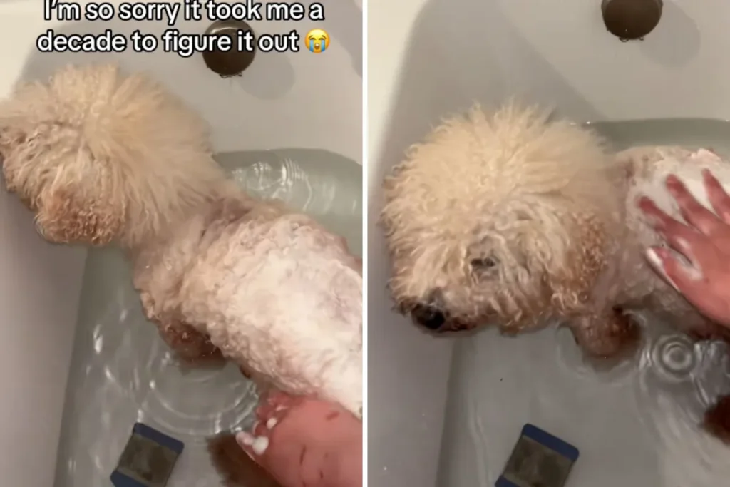 Donna adotta un cane: dopo dieci anni si rende conto di un incredibile segreto.