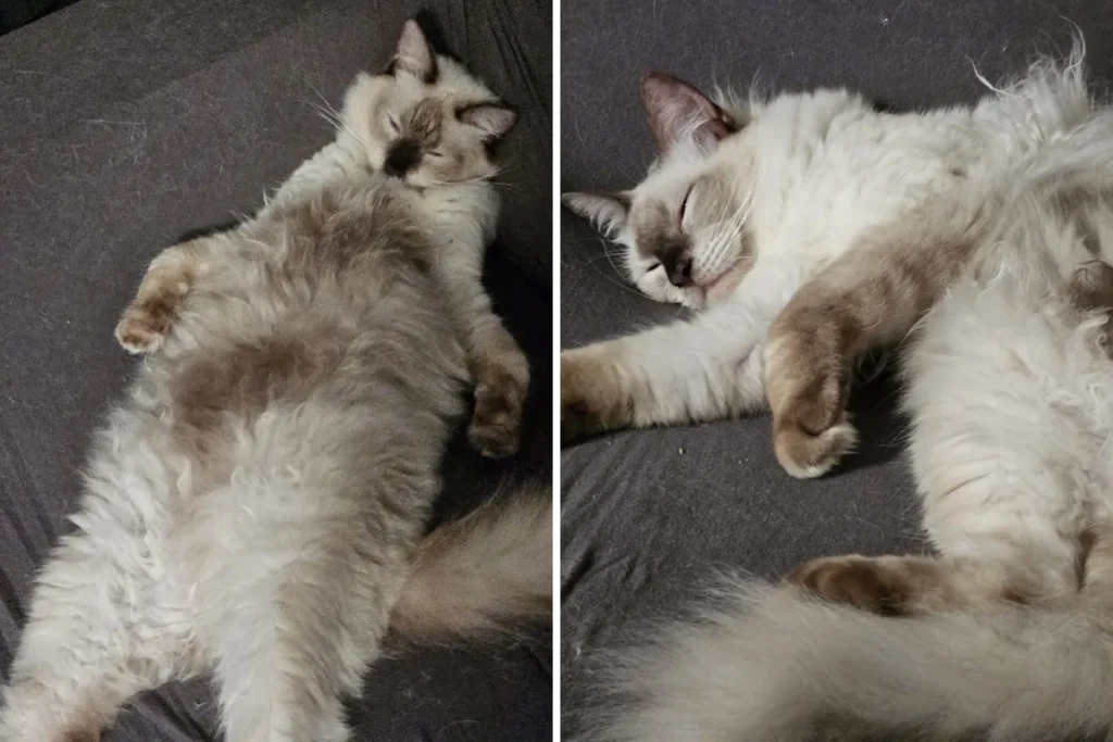 Gatto Ragdoll conquista il titolo di Pet della Settimana con le sue posizioni di sonno bizzarre.