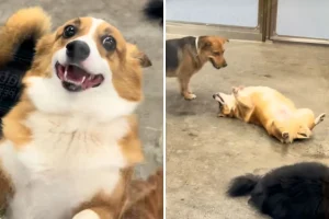 Uomo raccoglie un Corgi dal asilo: sorpresa inaspettata oltre la finestra!