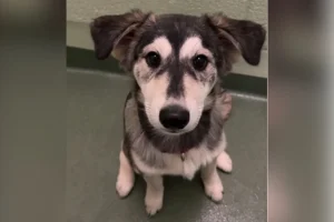 Cucciolo “designer” sorprende il personale del rifugio: una storia inaspettata.