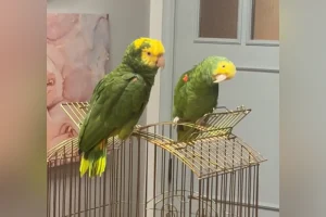 Il talento raro del pappagallo sorprende: un’abilità inquietante e affascinante insieme.