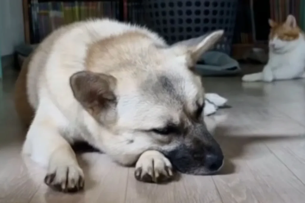Cane in rifugio da 3 anni piange dopo essere stato adottato e restituito