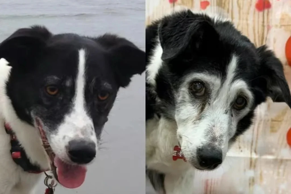 Mix di Border Collie e Jack Russell di 20 anni: un cuore che emoziona