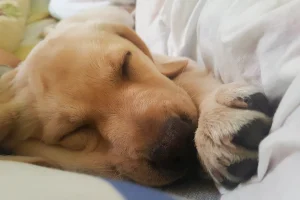Cane adotta l’idea della sua padrona: si rilassa dopo la corsa insieme a lei.