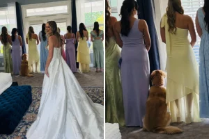 Golden Retriever partecipa a rivelazione dell’abito da sposa: diventa ‘una delle ragazze’!