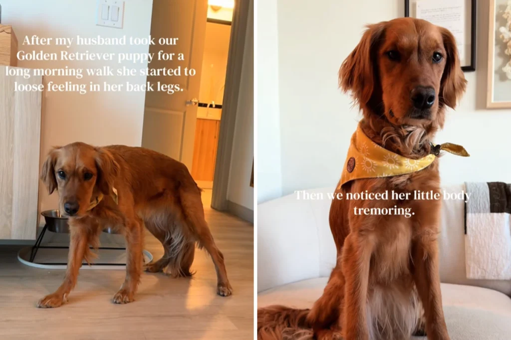 Golden Retriever spende 650 dollari dal veterinario: la diagnosi sorprende il proprietario.