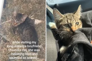 Gattino disabile bloccato nel drenaggio: la scelta immediata di una donna gli salva la vita.