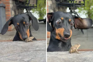 Il Dachshund incontra una rana: la reazione sorprendente del cane è imperdibile!