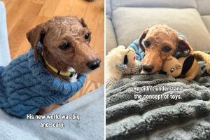 Da sopravvissuto a cucciolificio a nuova vita: una storia toccante di rinascita.