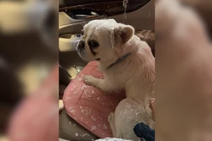 Cane Francese Fa un Caos Esilarante al Lavaggio Auto: La Reazione della Padrona!