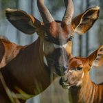 Il Kenya accoglierà quattro bonghi montani da zoo europei per la conservazione.