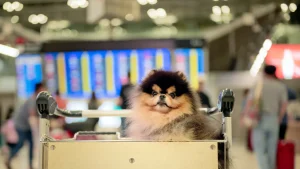 Avviso ai proprietari di animali britannici: novità importanti sulle norme di viaggio nell’UE.