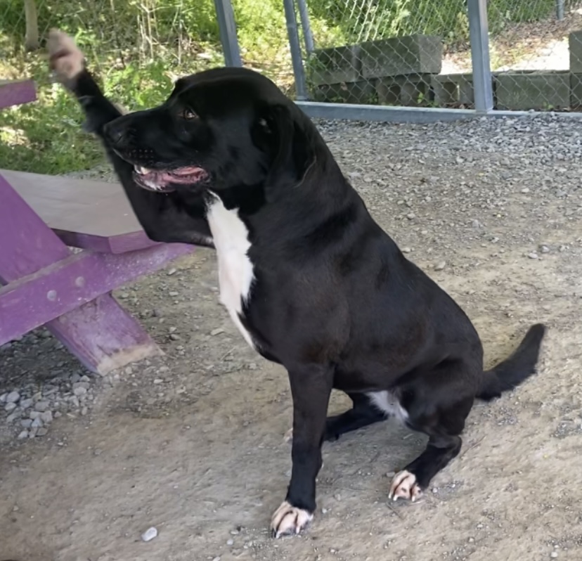 Franny: il cane che conquisterà il tuo cuore in un attimo!