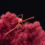 Le profondità marine sono vitali, più del profitto del mining sottomarino.