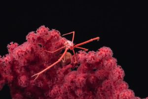 Le profondità marine sono vitali, più del profitto del mining sottomarino.