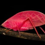 Scoperto un incredibile insetto rosa acceso nella foresta pluviale di Panama.