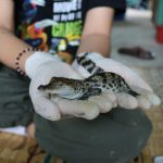 Salvare i coccodrilli dall’estinzione: un impegno fondamentale per la biodiversità mondiale.