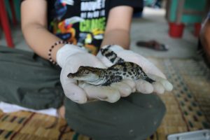 Salvare i coccodrilli dall’estinzione: un impegno fondamentale per la biodiversità mondiale.