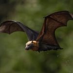 Le volpi volanti australiane offrono servizi preziosi e meritano una reputazione migliore.