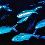 Il pesce damselfish delle Galápagos è estinto? Scopri la verità su questa specie.