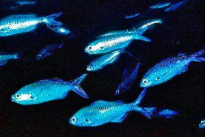 Il pesce damselfish delle Galápagos è estinto? Scopri la verità su questa specie.