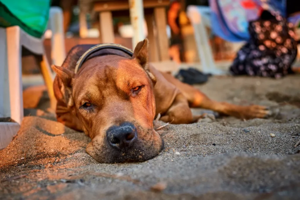 Donna trova due cani abbandonati e deve prendere una scelta difficile.