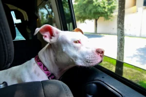 Cane si risveglia e realizza di essere dal veterinario: il video diventa virale.