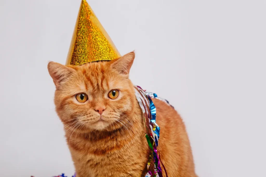 Gatto arancione festeggia 20 anni: l’adorabile storia che ha conquistato il web.