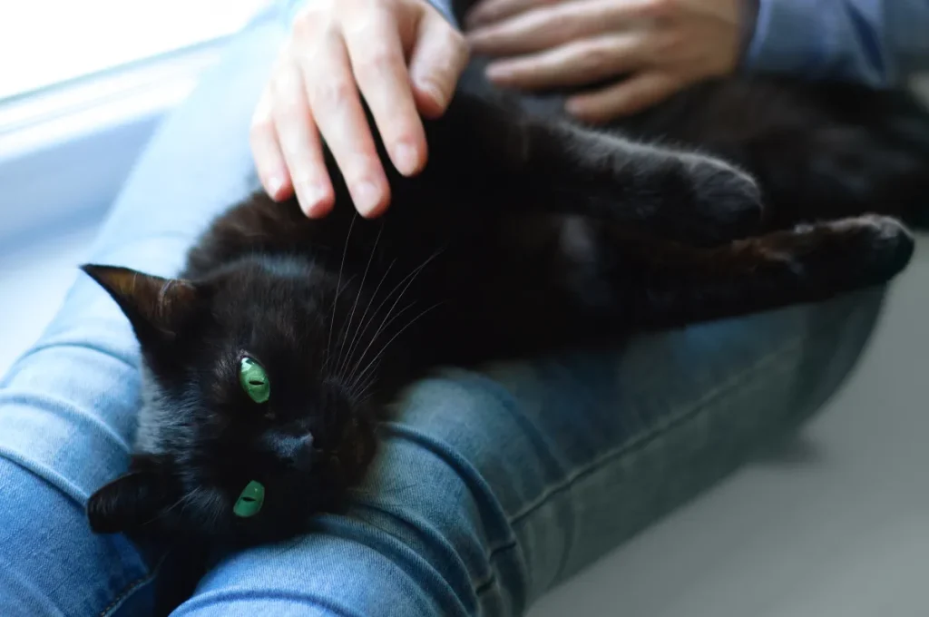 Gatto anziano adottato, il suo sguardo incanta il web: emozione e tenerezza in un video.