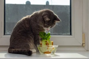 Proprietaria di gatti inizia a coltivare lattuga in casa: una scelta che scalda il cuore.