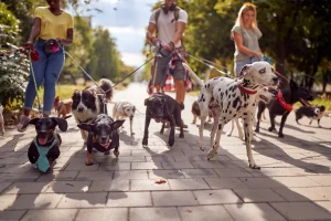 Cambia il modo di passeggiare il tuo cane: benefici stagionali da scoprire.