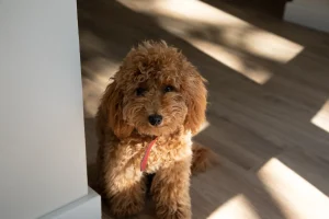 Il risveglio del Goldendoodle alle 6: emozioni sincere dietro la sua attesa alla porta