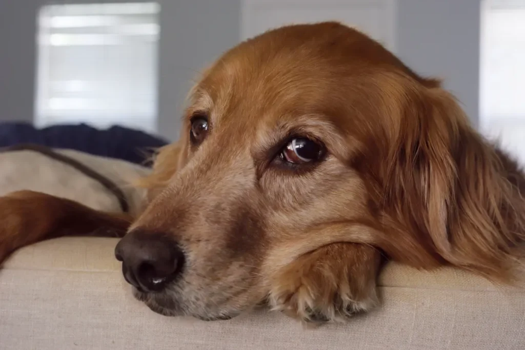 Cane d’oro scambiato per infestato: la sorprendente reazione di una proprietaria.