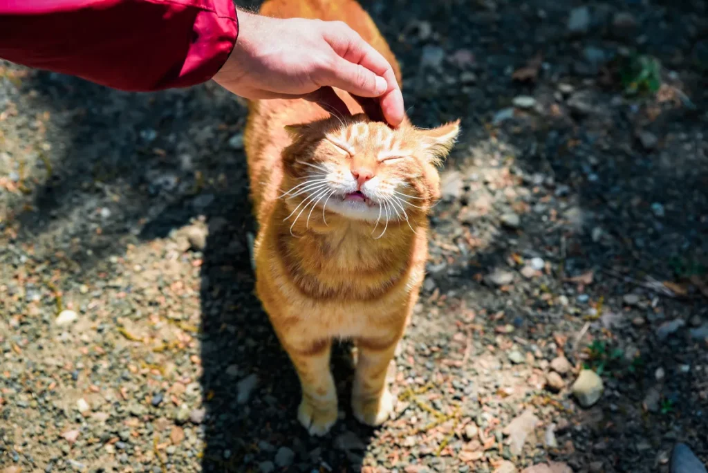 Uomo scettico sui gatti cambia idea dopo un incontro in giardino.