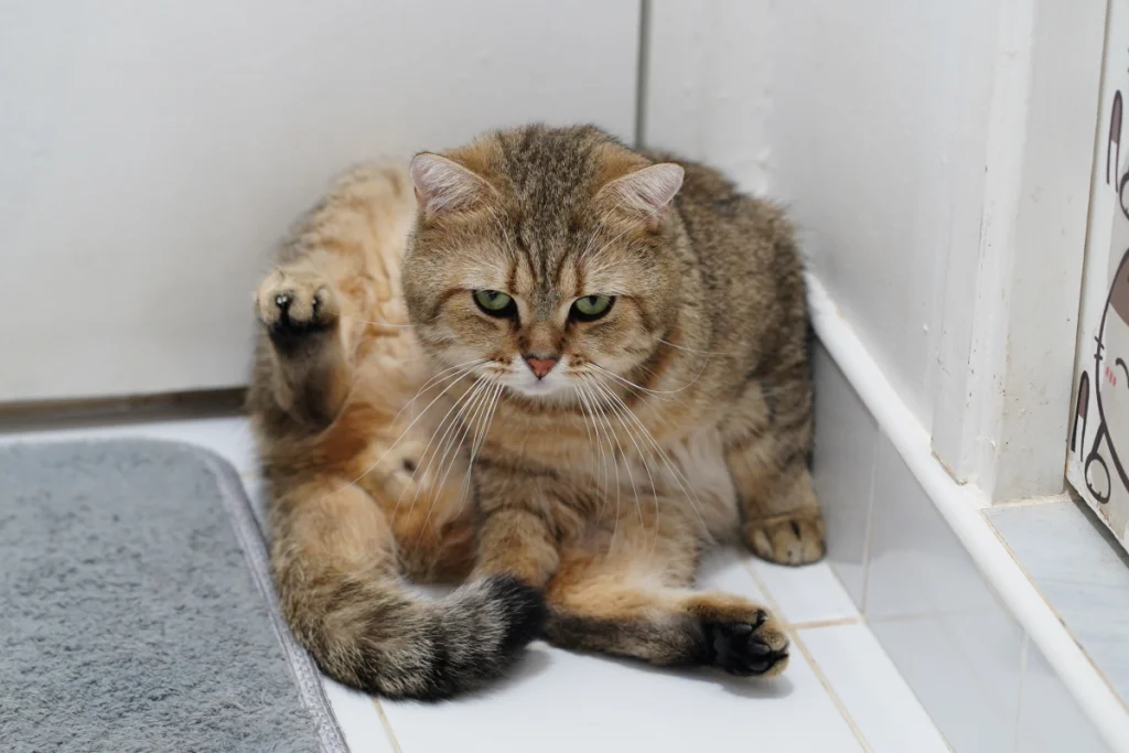 Acquisto di un accessorio da bagno scatena reazione esilarante del gatto: guarda il video!