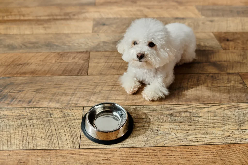 Cane sorprende il padrone: chi ruba il cibo svelato in un colpo di scena!