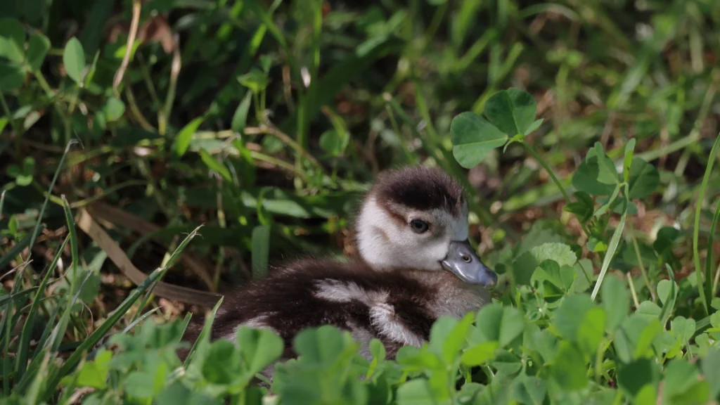 Famiglia salva anatroccoli: momento commovente tra cucciolo e piccoli amici piumati.