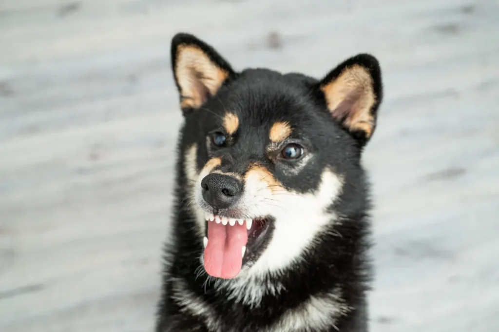 Il padrone è convinto che il suo Shiba l’abbia offesa, ma non può dimostrarlo.