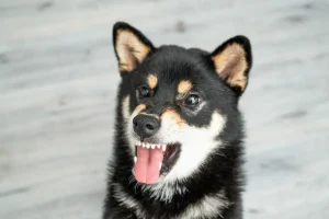 Il padrone è convinto che il suo Shiba l’abbia offesa, ma non può dimostrarlo.